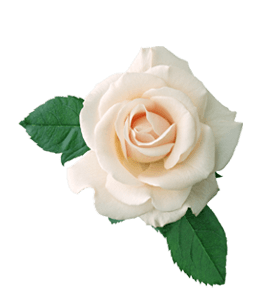 Cream white rose flower