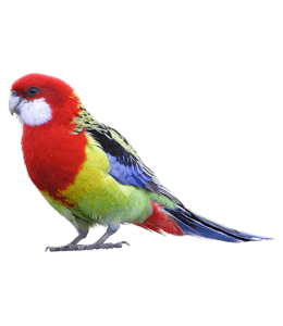 Bird with crimson and blue feathers