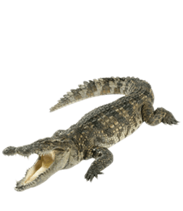 Crocodile color hex code is #736D58