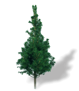 Cypress green tree
