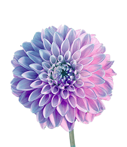 Dahlia Purple Flower