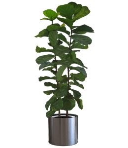 Dark green plant