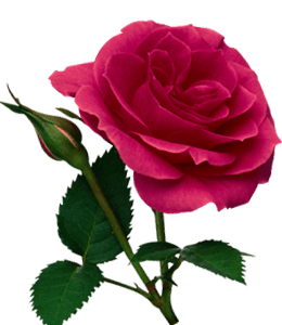 Dark pink rose flower with leaves