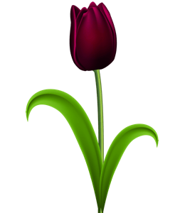 Dark purple colored tulip flower