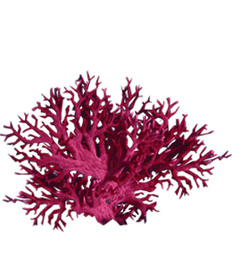 Dark red coral