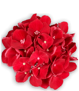 Dark red or scarlet flowers