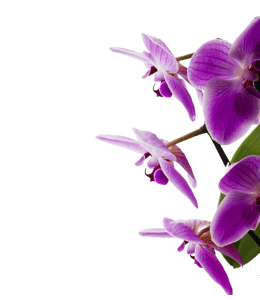 Dark violet orchid flowers