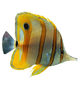Deep sea water fish