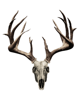 Deer antlers horn