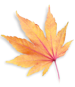 Dried maple leaf