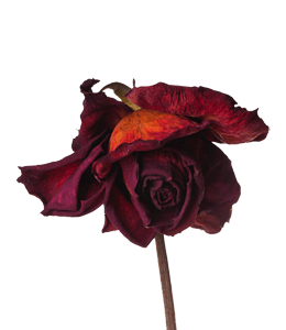 Beauty of dried rose