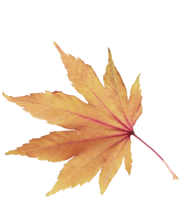 Dry Maple Leaf of Autumn