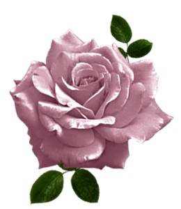 Dull pink color rose flower