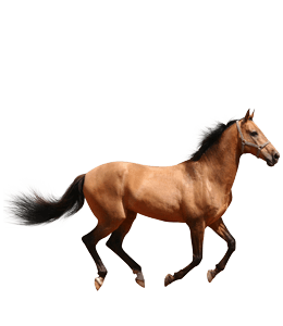 Dun colored horse running