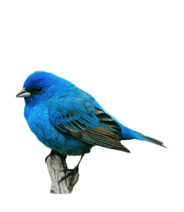 Eastern bluebird