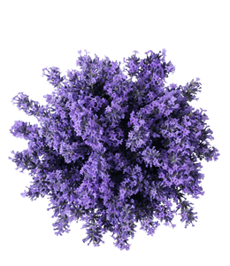 English lavender