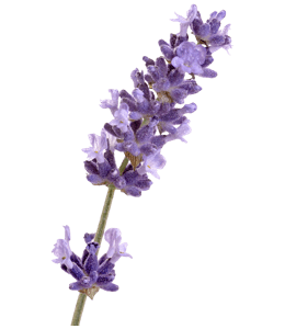 Lavender stalk