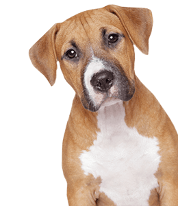 Fawn boxer puppy - Animal