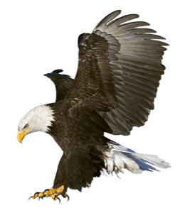 Flying eagle bird