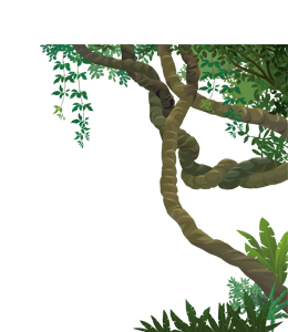 Forest trees and vines