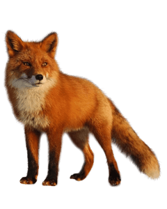 Adult fox