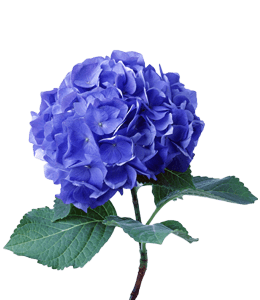 French blue Hydrangea