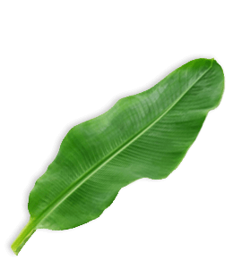Fresh banana leaf