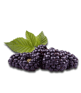Fresh blackberry fruit
