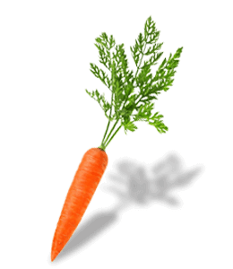 Fresh carrot with leaves