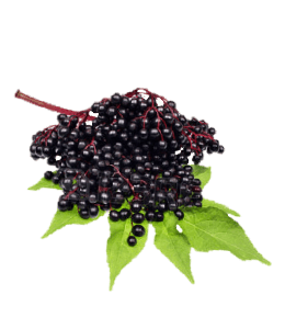 Fresh elderberry with leaves