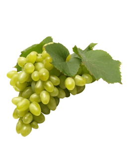 Fresh grapes with leaves