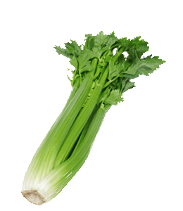 Fresh green-white celery