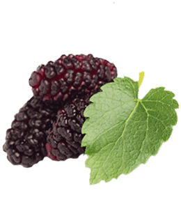 Fresh mulberry fruit with leaves