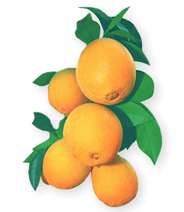 Fresh Natural Oranges