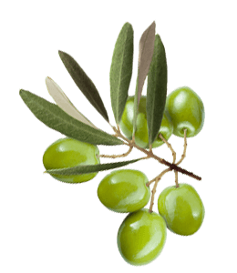 Fresh olives with leaves