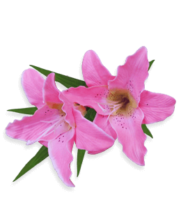 Fresh pink lily flower