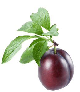 Fresh plum with leaves