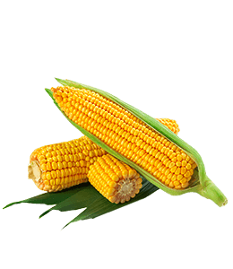 Fresh Sweet corns