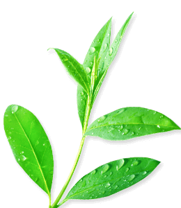 Fresh Tea Leaf