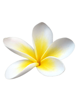 Fresh white and yellow flower