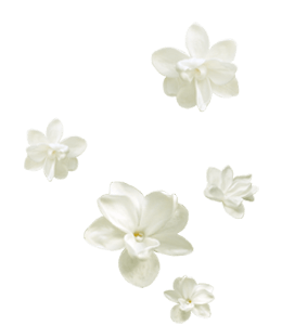 Fresh white flowers