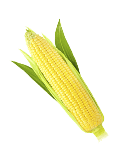 Fresh yellow corn