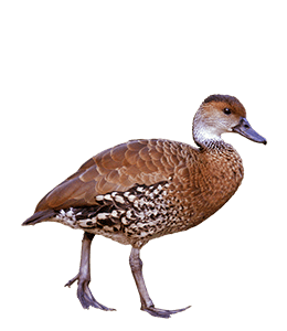 Fluvous Colour Fulvous color hex code is #E48400