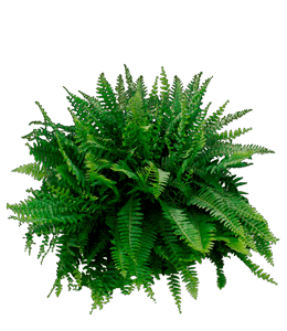 Garden green fern