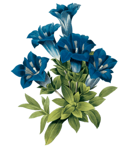 Blue Gentiana flowers