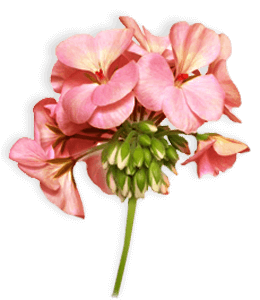 Geranium pink flower
