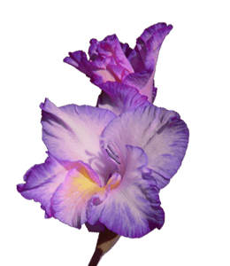 Gladiolus violet flower stick