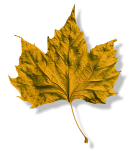 Gold maple autumn leaf