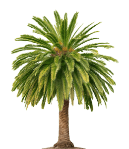 Golden Palm tree
