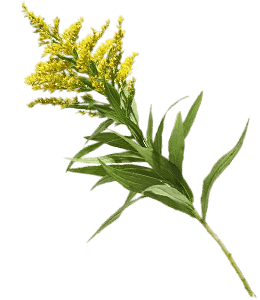 Goldenrod Branch with Yellow Flowers